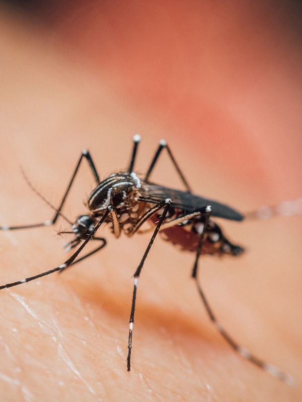 Combate a mosquitos