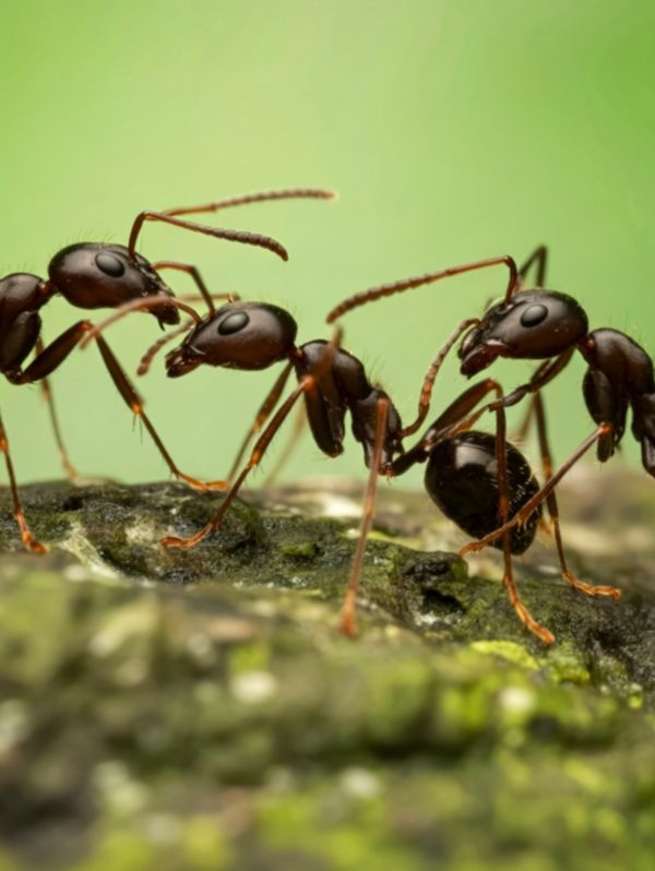 Controle de formigas